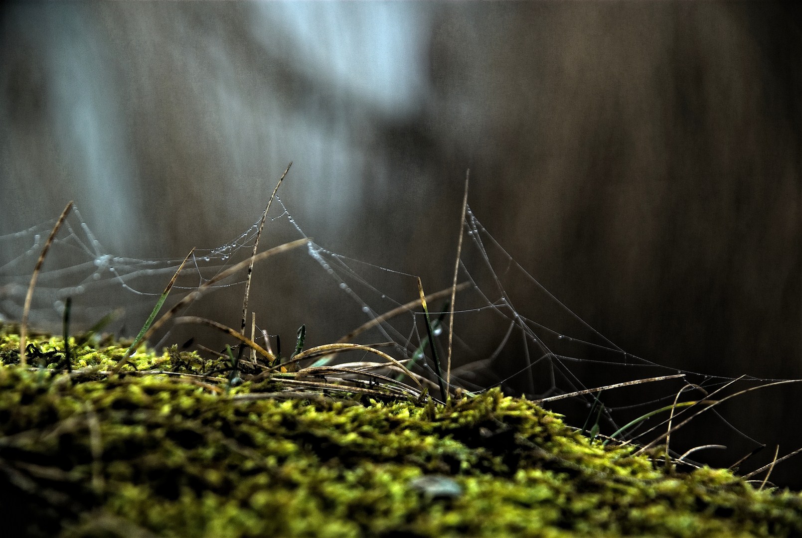 Fonds d'cran Nature Herbes 