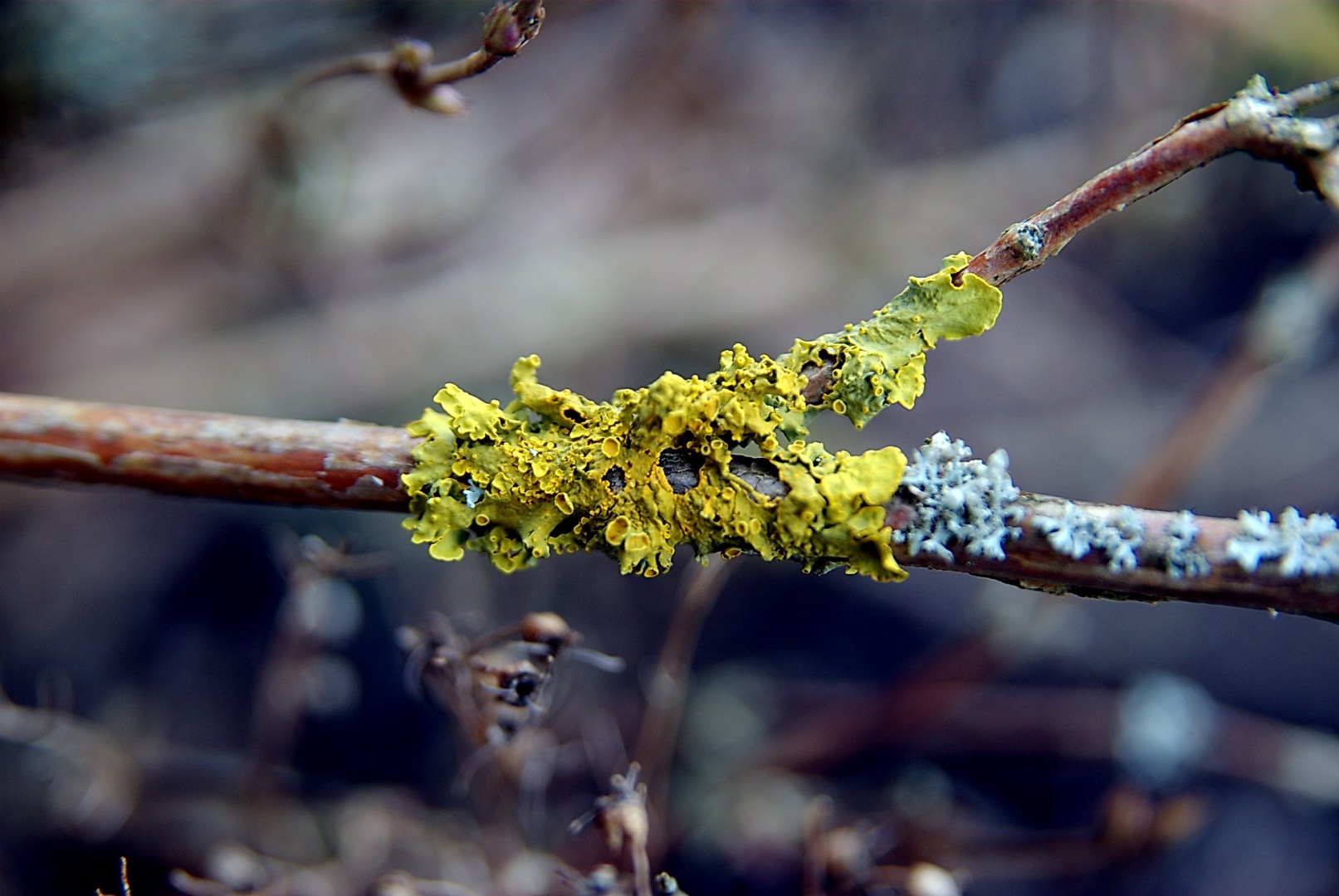 Wallpapers Nature Moss - Lichens 