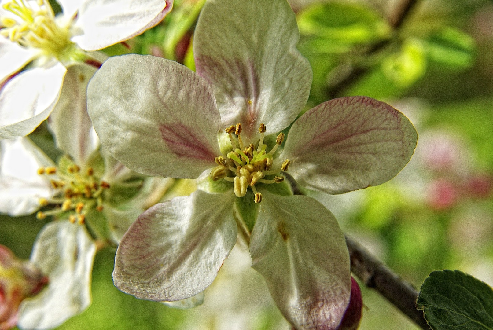 Wallpapers Nature Flowers 