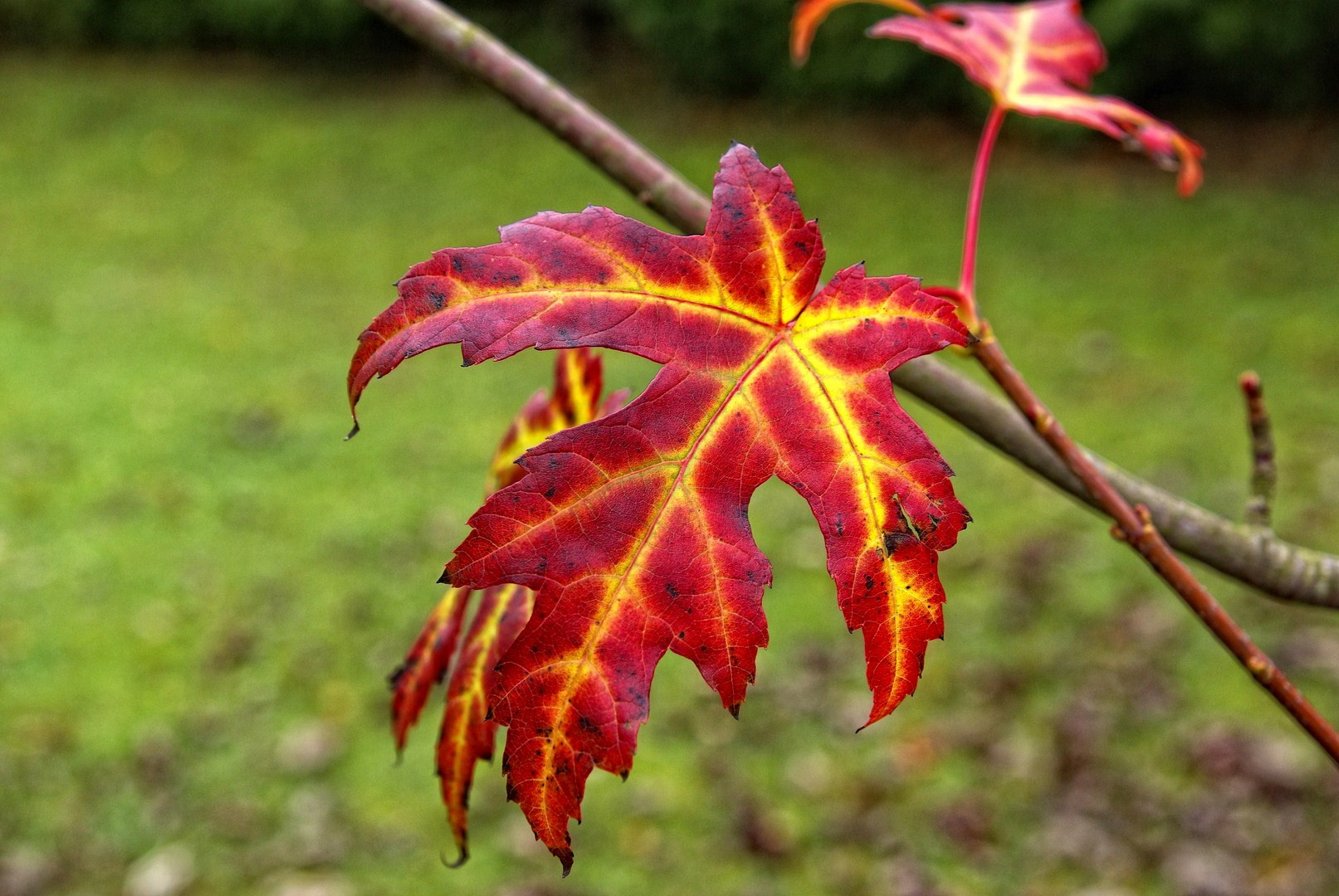 Fonds d'cran Nature Feuilles - Feuillages 