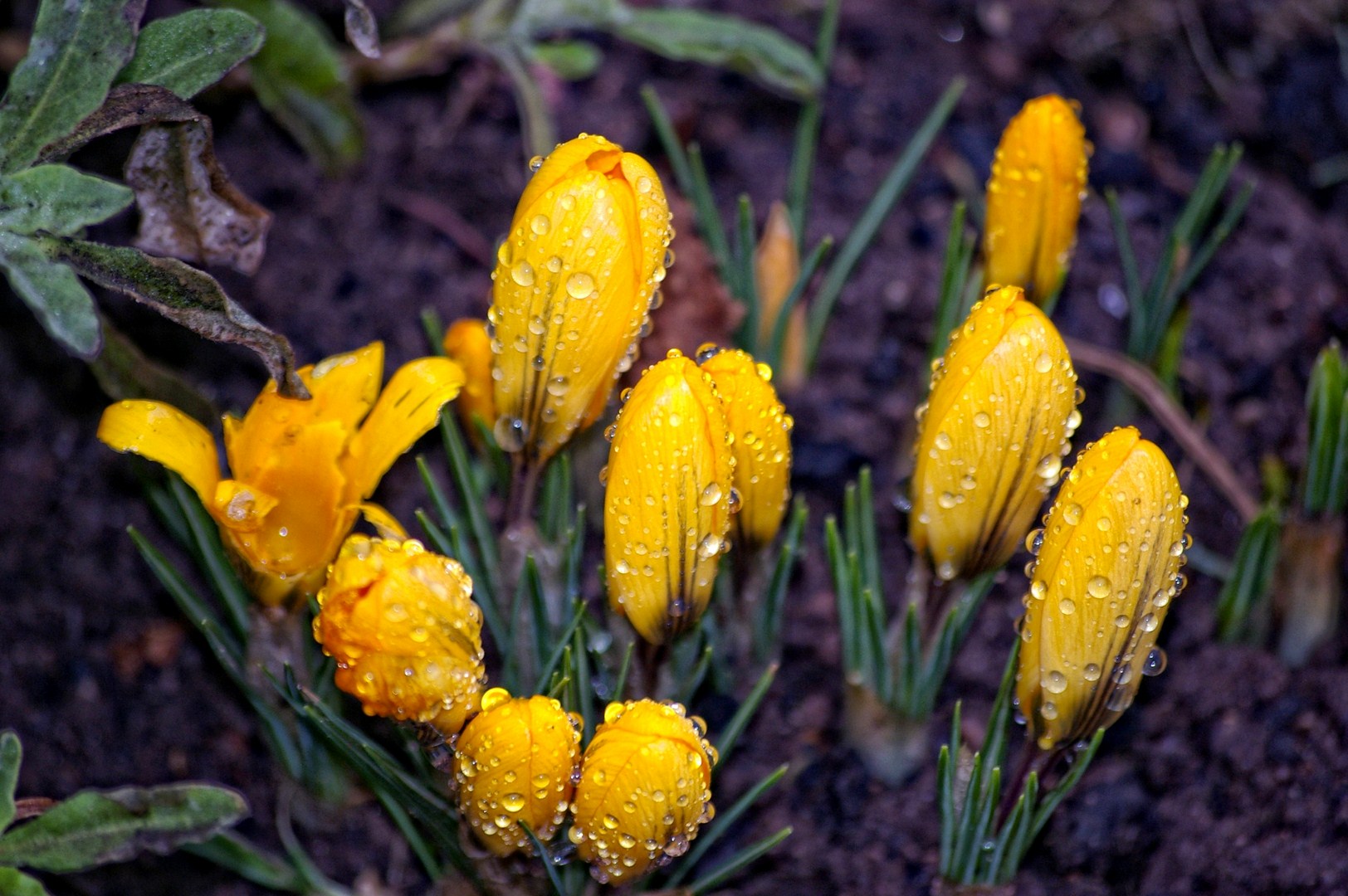 Fonds d'cran Nature Fleurs 