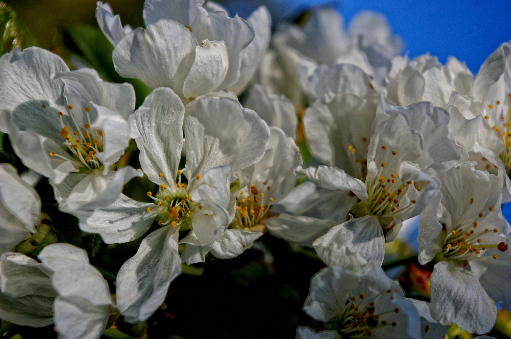 Fonds d'cran Nature Fleurs 