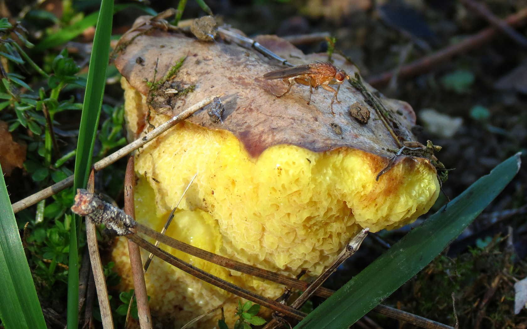 Fonds d'cran Animaux Insectes - Mouches mouche sur un champignon