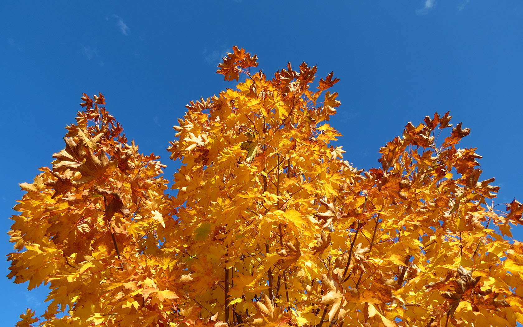 Fonds d'cran Nature Arbres - Forts feuilles d'automne