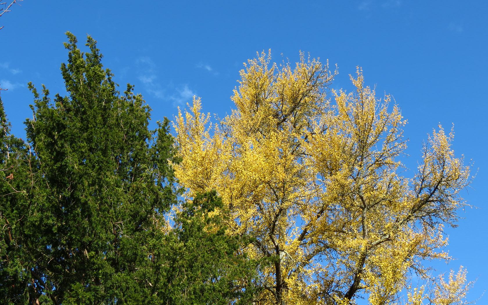 Fonds d'cran Nature Arbres - Forts l'automne