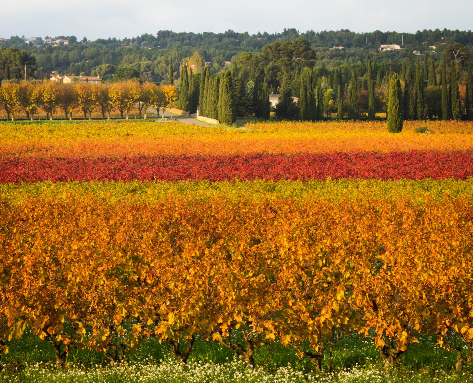 Wallpapers Nature Vines Vignoble d'automne