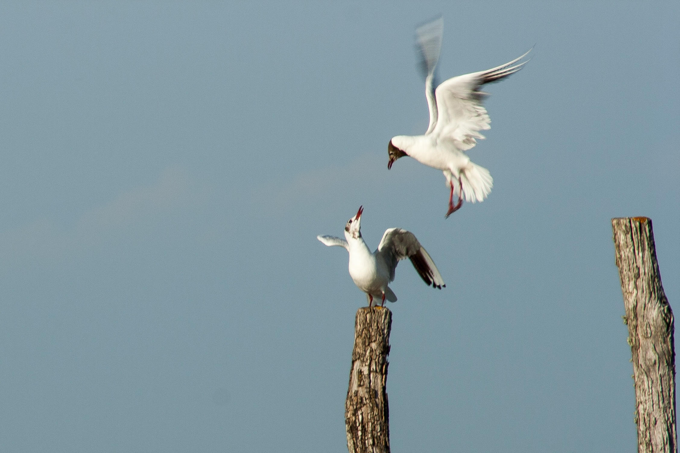 Fonds d'cran Animaux Oiseaux - Sternes chamaillerie pour un piquet ......