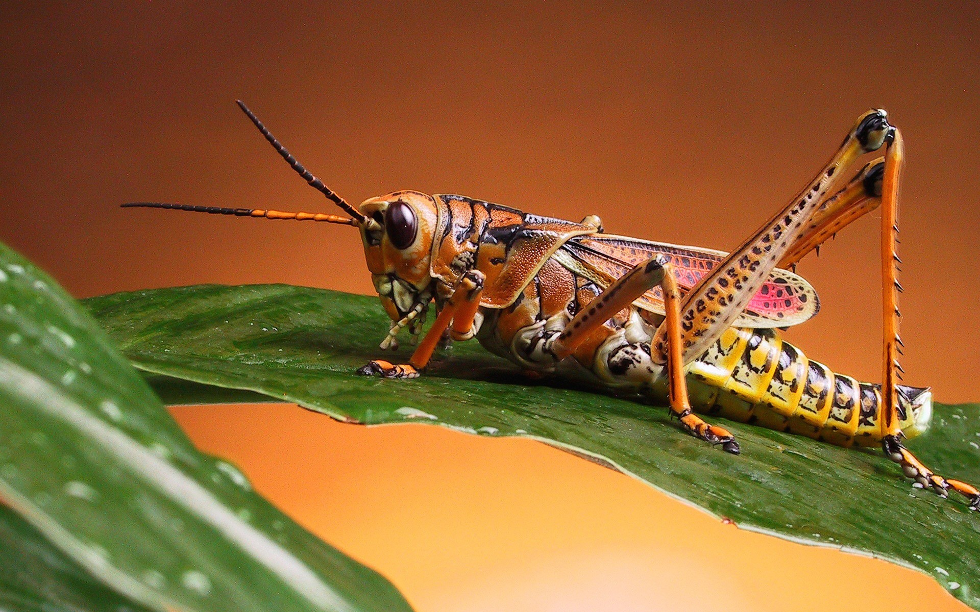 Fonds d'cran Animaux Insectes - Sauterelles et Criquets 