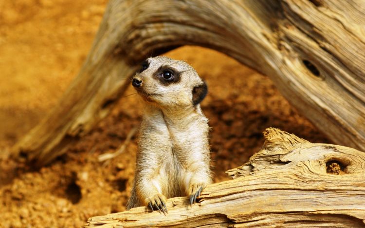 Wallpapers Animals Meerkats Wallpaper N321907