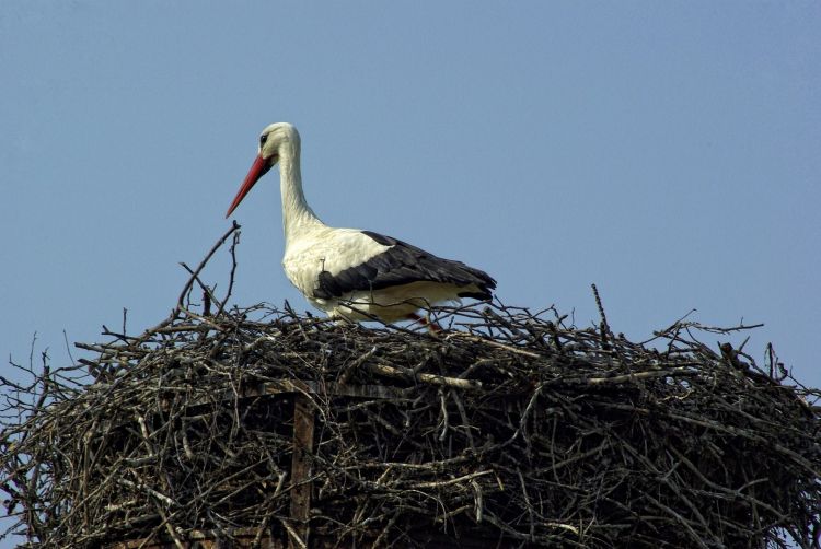 Fonds d'cran Animaux Oiseaux - Cigognes Wallpaper N322032