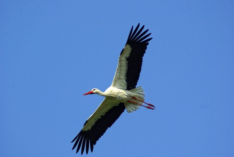 Fonds d'cran Animaux Oiseaux - Cigognes Wallpaper N322033