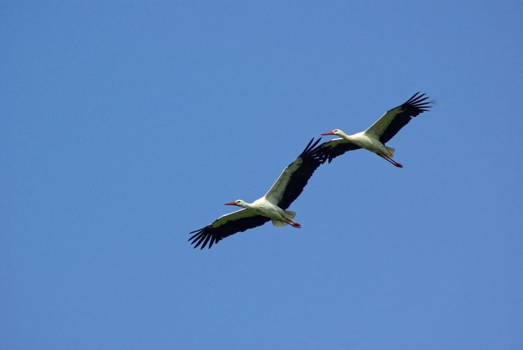 Wallpapers Animals Birds - Storks Wallpaper N322034