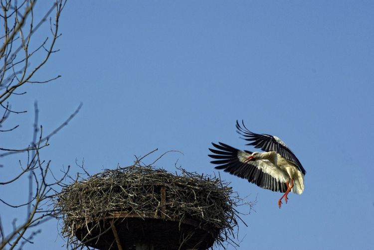 Wallpapers Animals Birds - Storks Wallpaper N322035