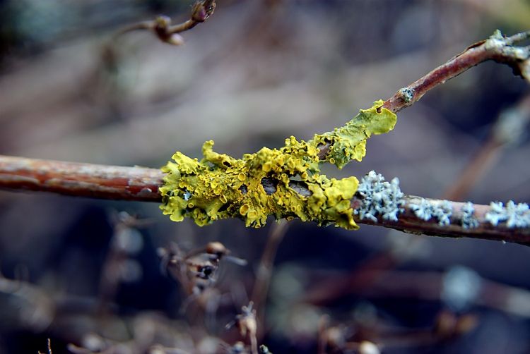 Wallpapers Nature Moss - Lichens Wallpaper N321971