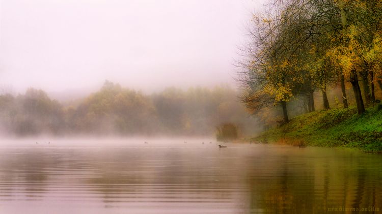 Wallpapers Nature Lakes - Ponds Canards dans la brume.