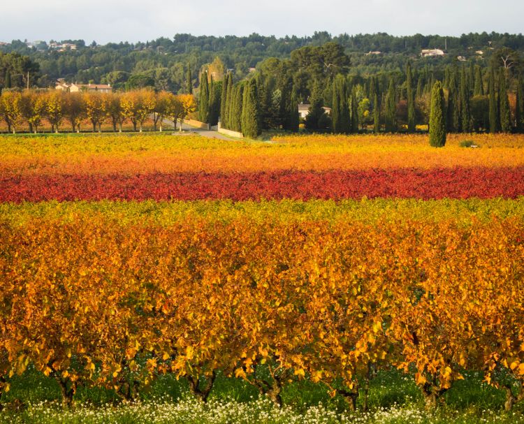 Fonds d'cran Nature Vignes - Vignobles Vignoble d'automne