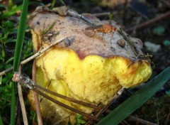  Animaux mouche sur un champignon