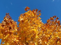  Nature feuilles d'automne