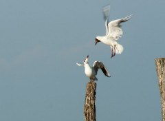  Animaux chamaillerie pour un piquet ......