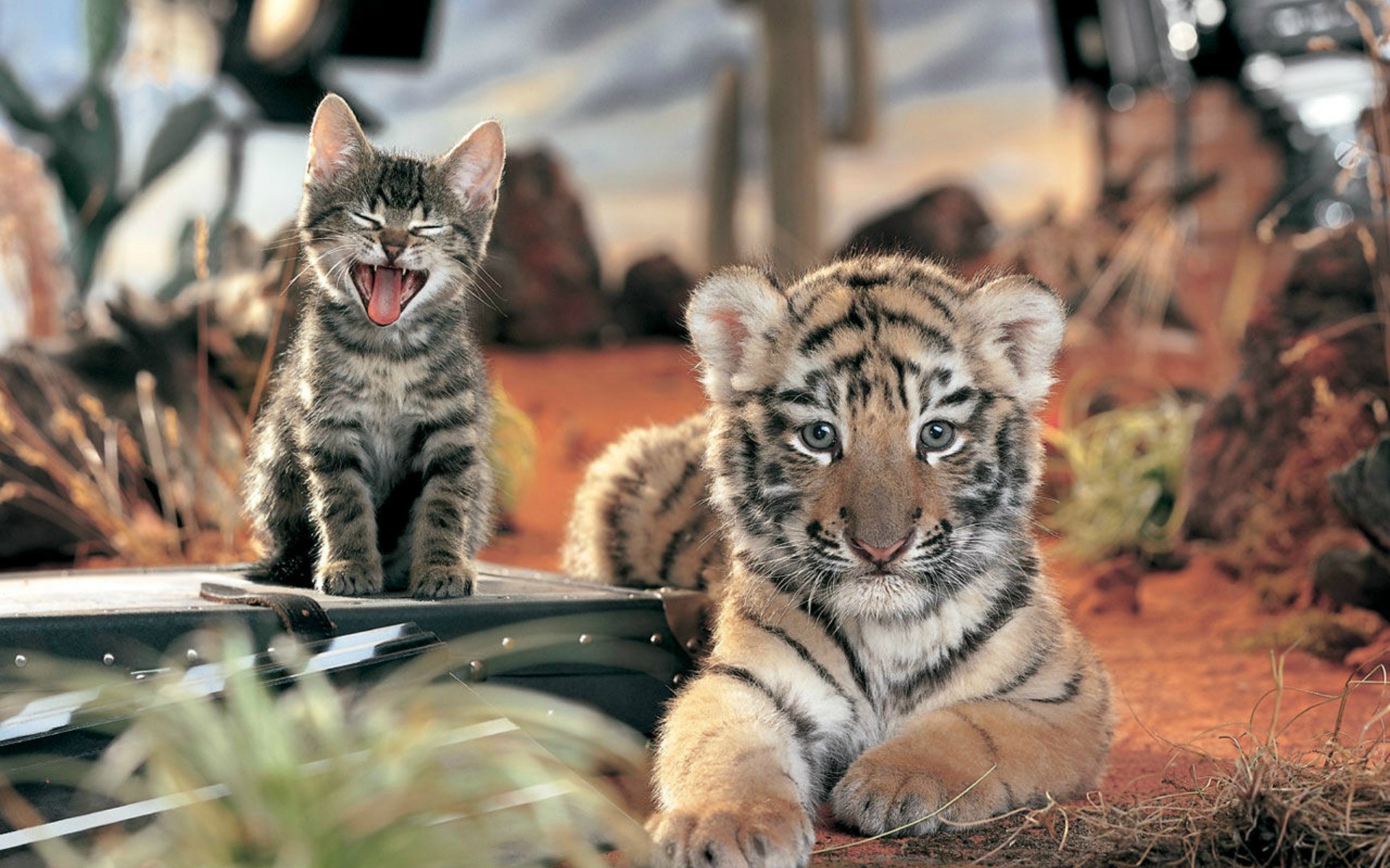 Fonds d'cran Animaux Flins - Tigres 