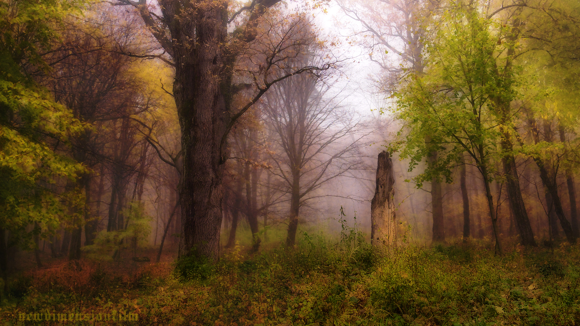 Fonds d'cran Nature Arbres - Forts Impressions d'automne 2012-3