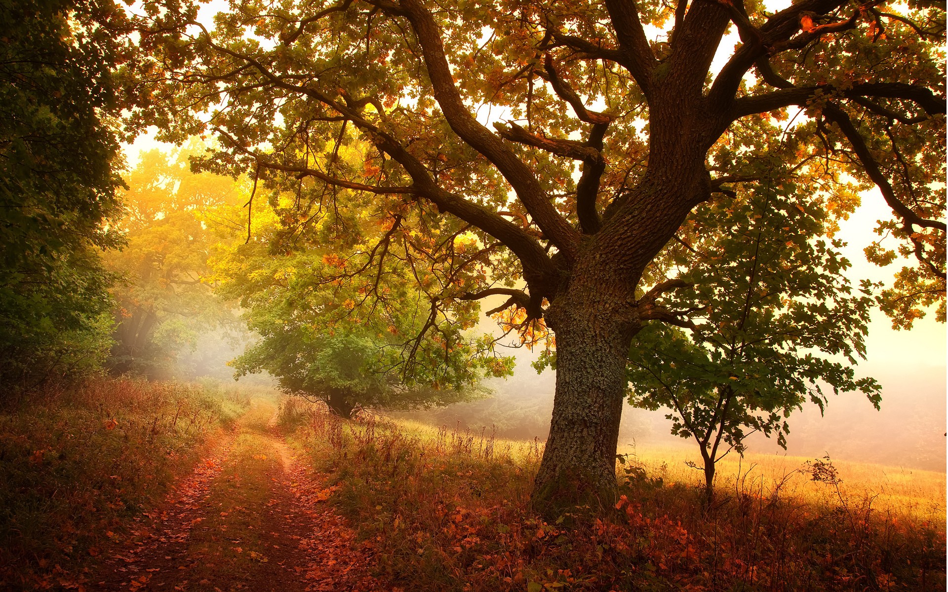 Fonds d'cran Nature Arbres - Forts 