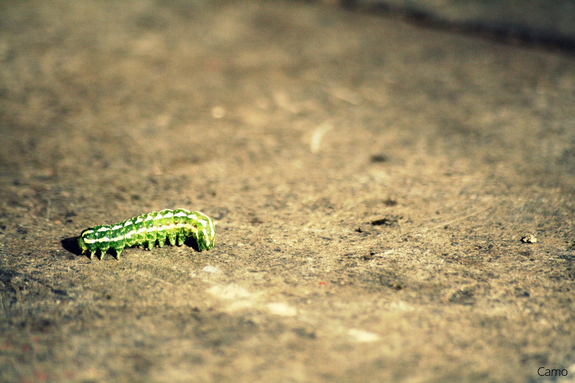 Wallpapers Animals Insects - Caterpillars 