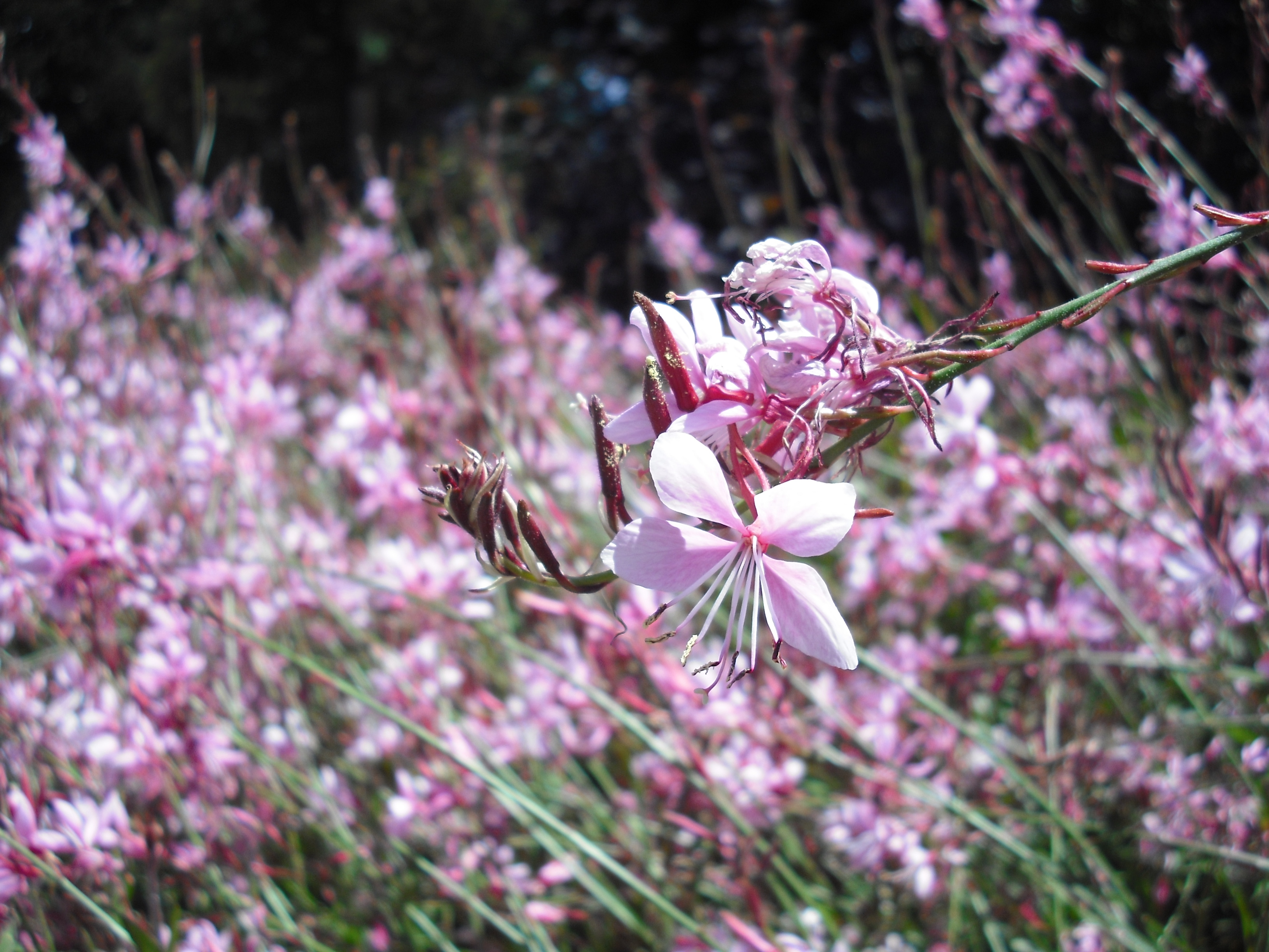 Wallpapers Nature Flowers Nature