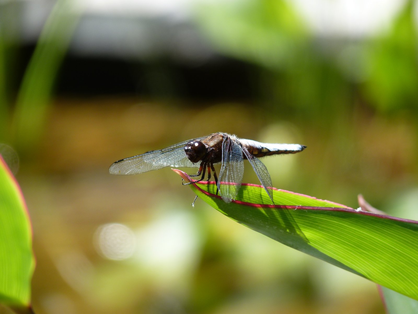 Wallpapers Animals Insects - Dragonflies 