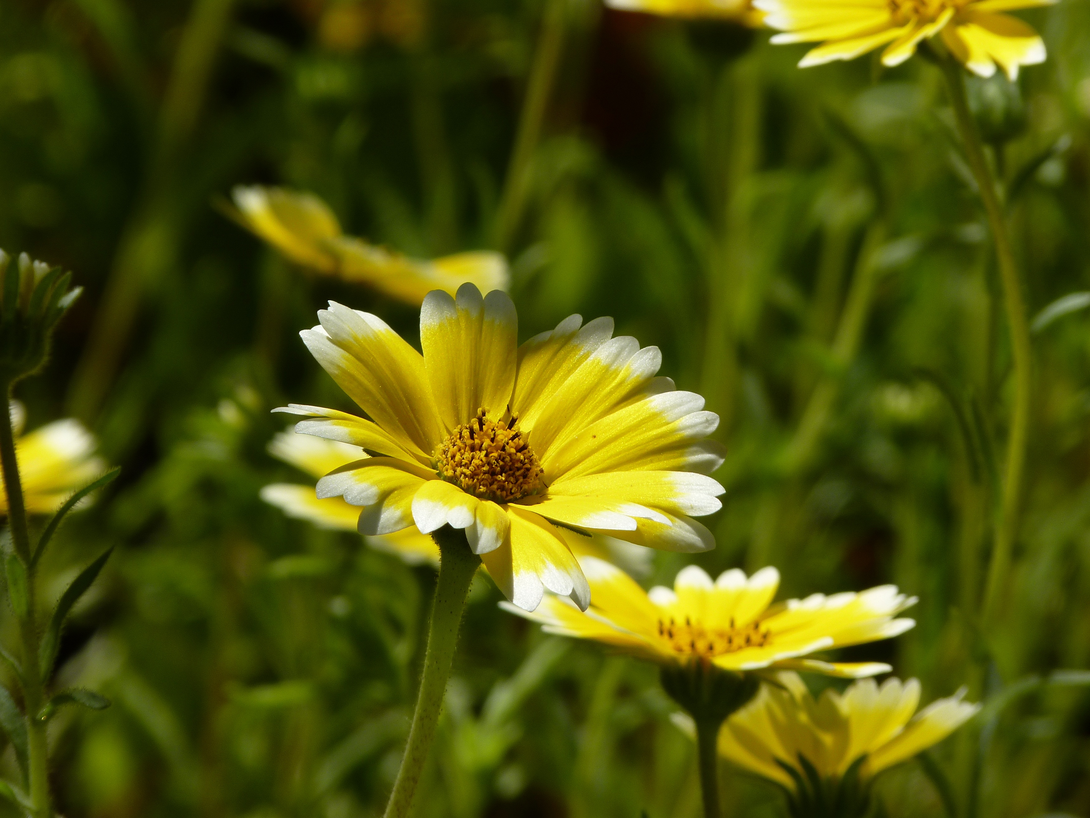 Wallpapers Nature Flowers 