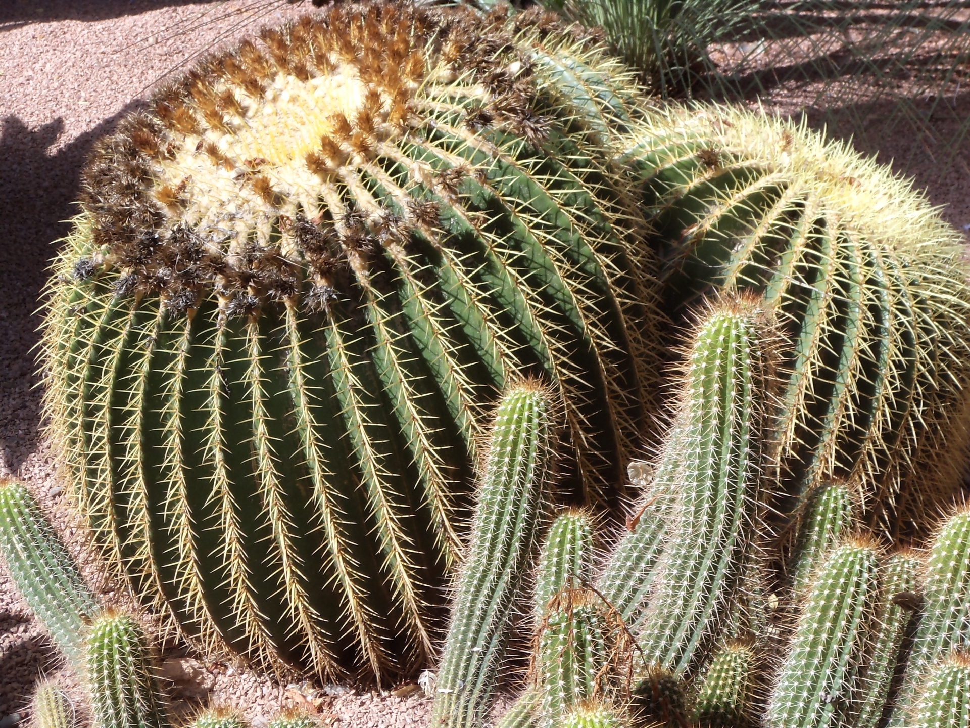 Fonds d'cran Nature Cactus 