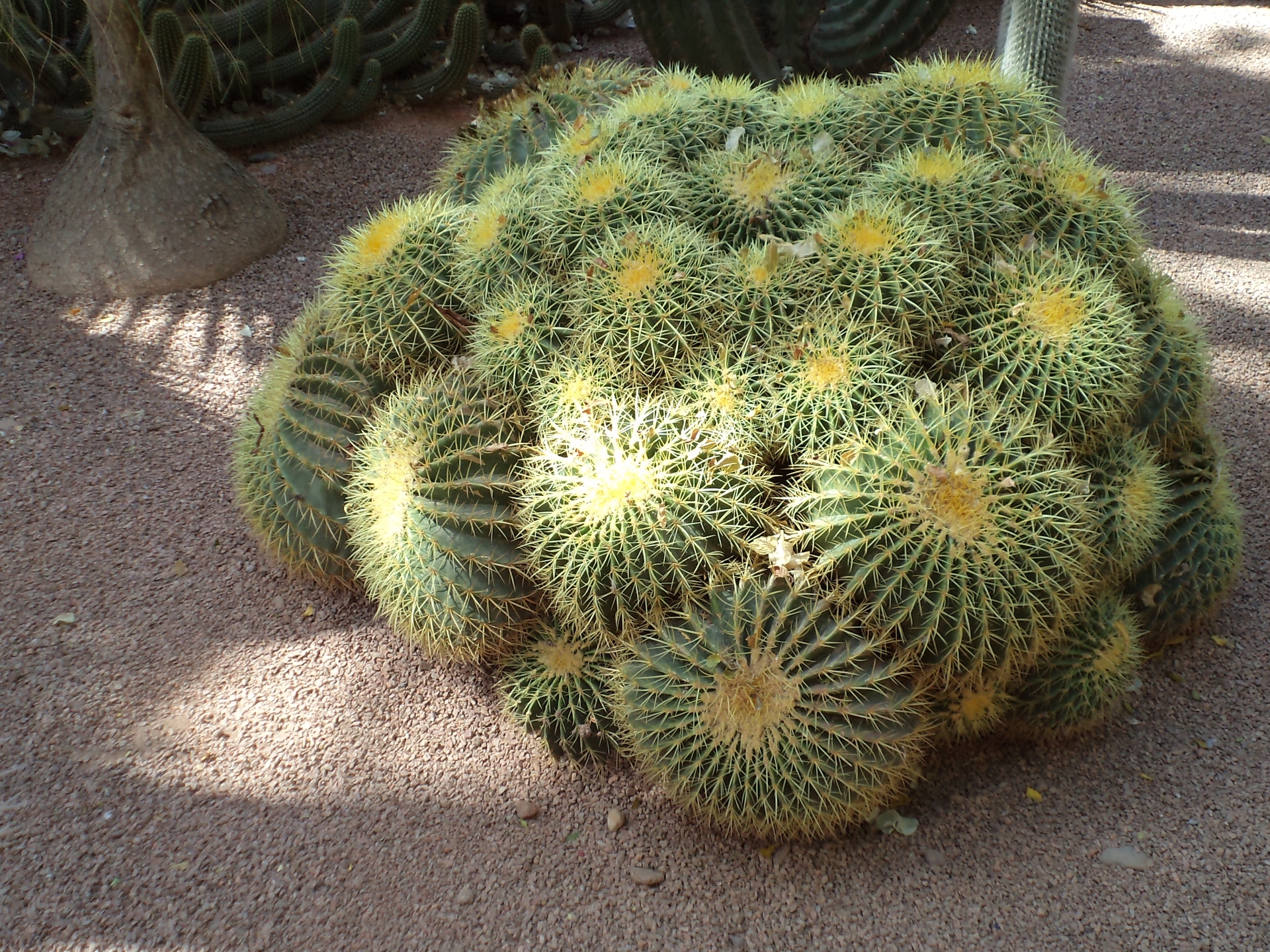 Wallpapers Nature Cactus 