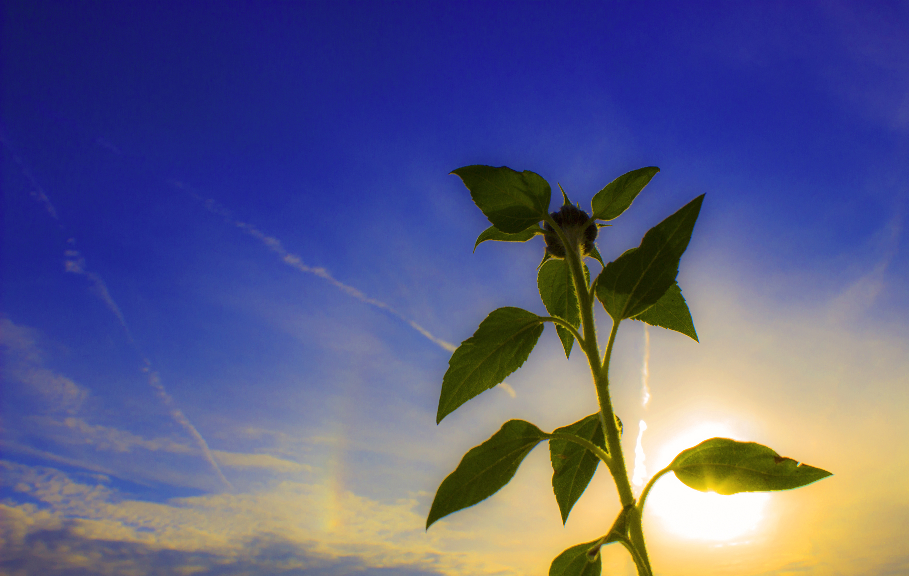 Fonds d'cran Nature Plantes - Arbustes Jeune tournesol