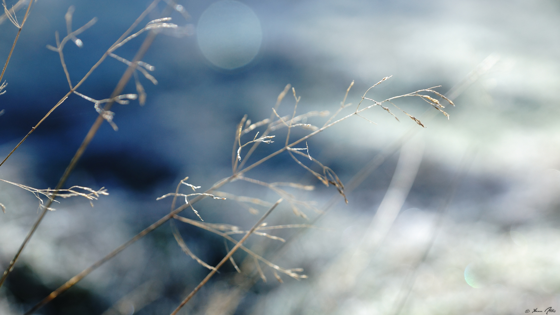 Wallpapers Nature Herbs Flirt avec le vent