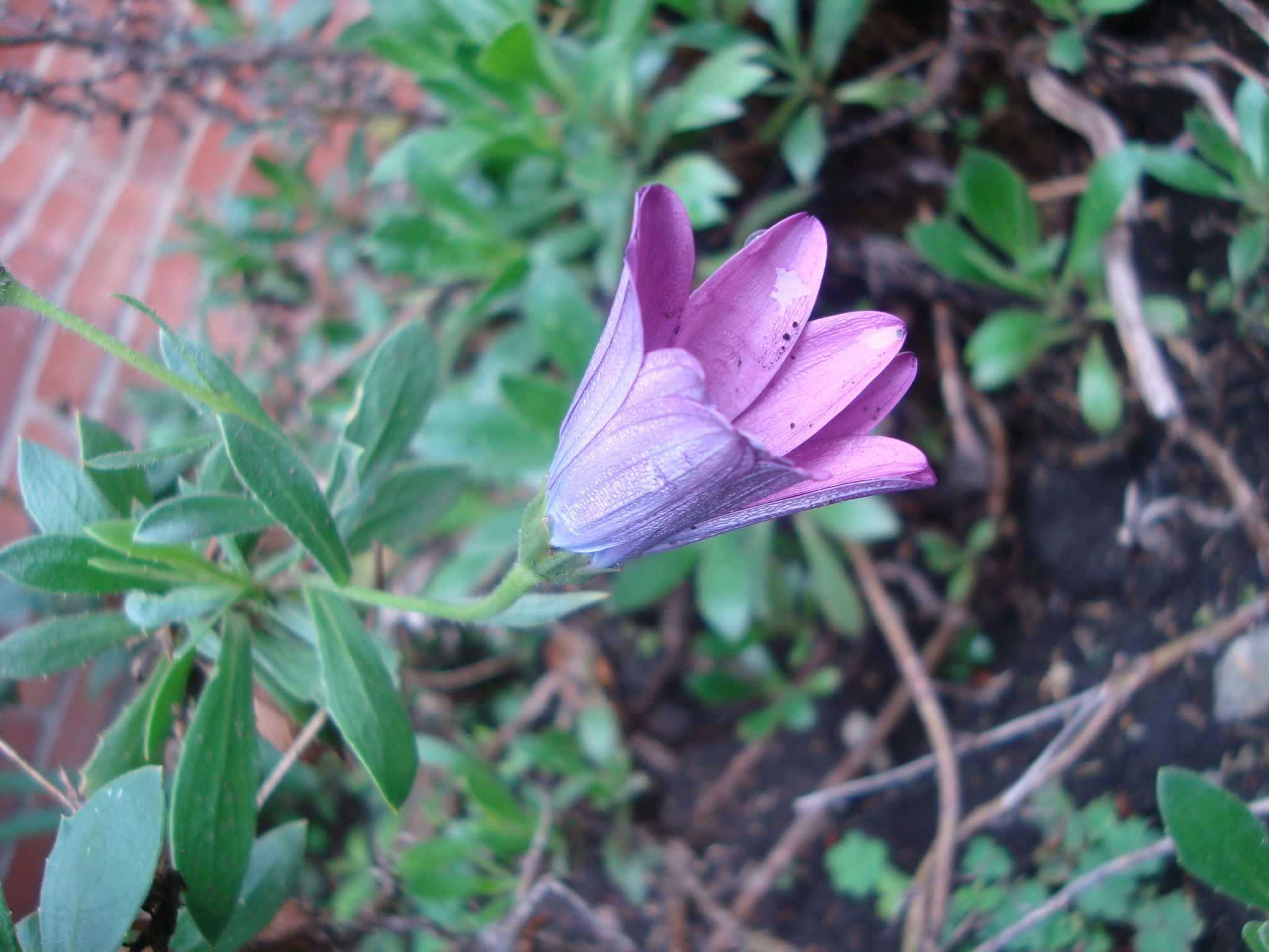 Fonds d'cran Nature Fleurs 