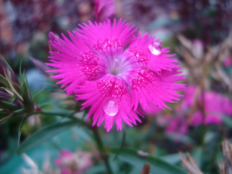 Fonds d'cran Nature Fleurs Nature en Bogota, Colombie