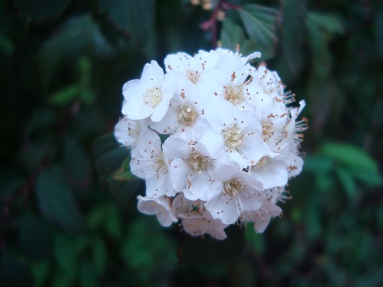 Wallpapers Nature Flowers Nature en Bogota, Colombie