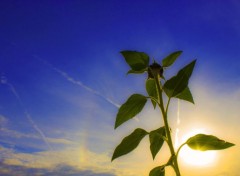  Nature Jeune tournesol