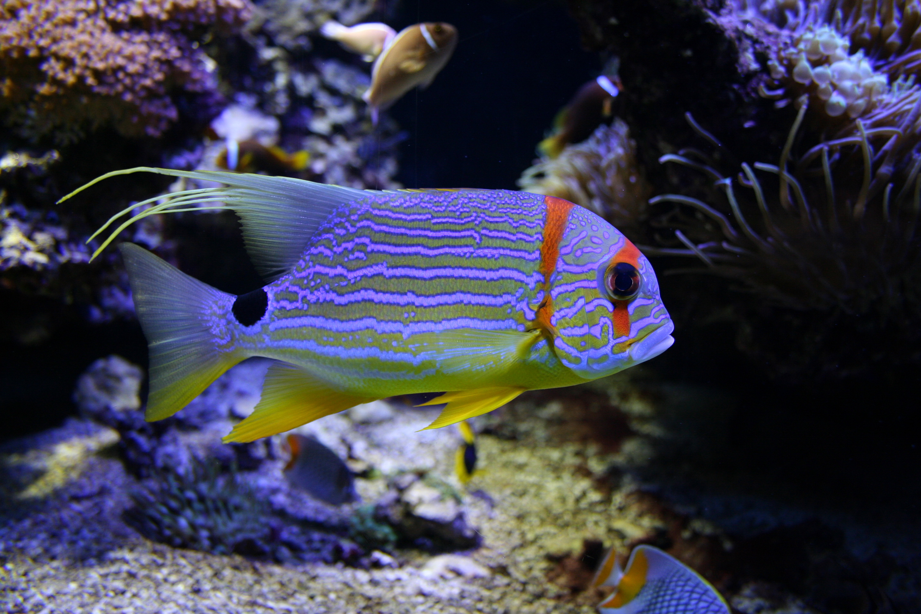 Fonds d'cran Animaux Vie marine - Poissons 