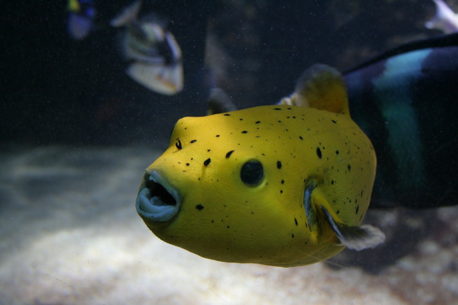 Fonds d'cran Animaux Vie marine - Poissons 