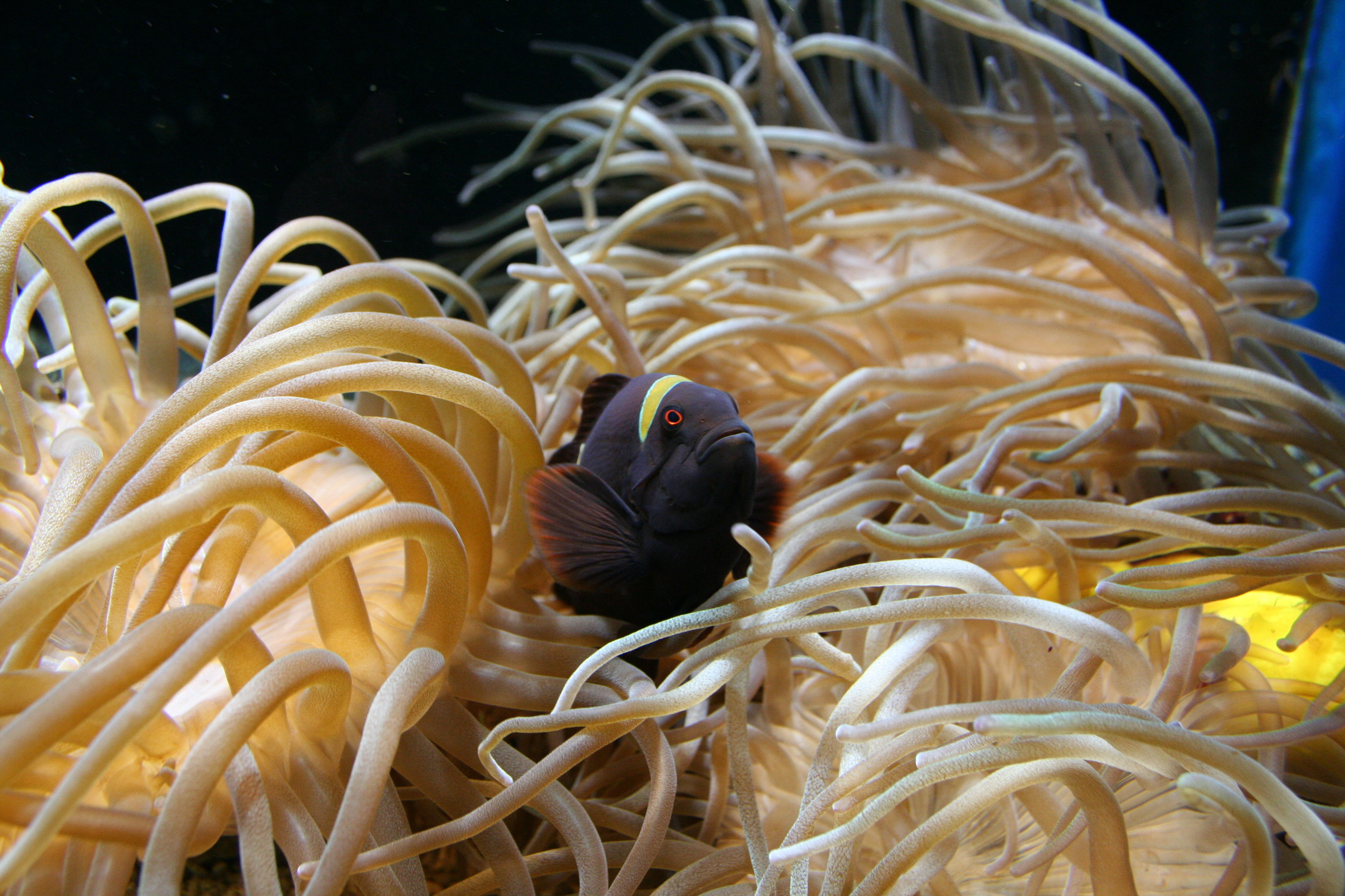 Fonds d'cran Animaux Vie marine - Anmones 