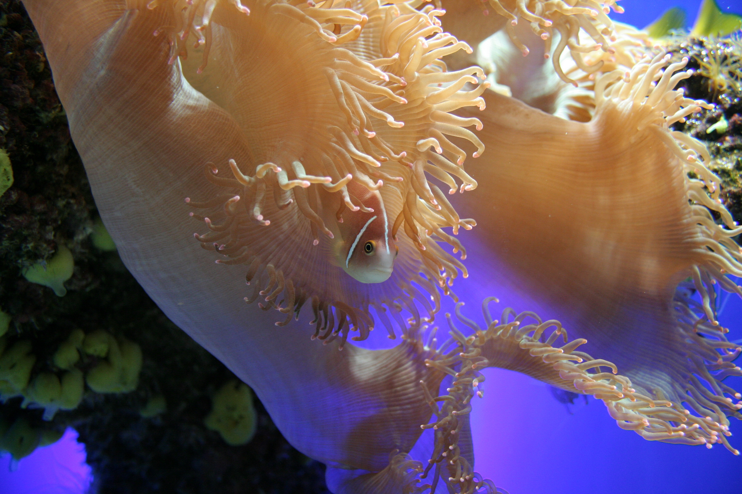 Fonds d'cran Animaux Vie marine - Anmones 