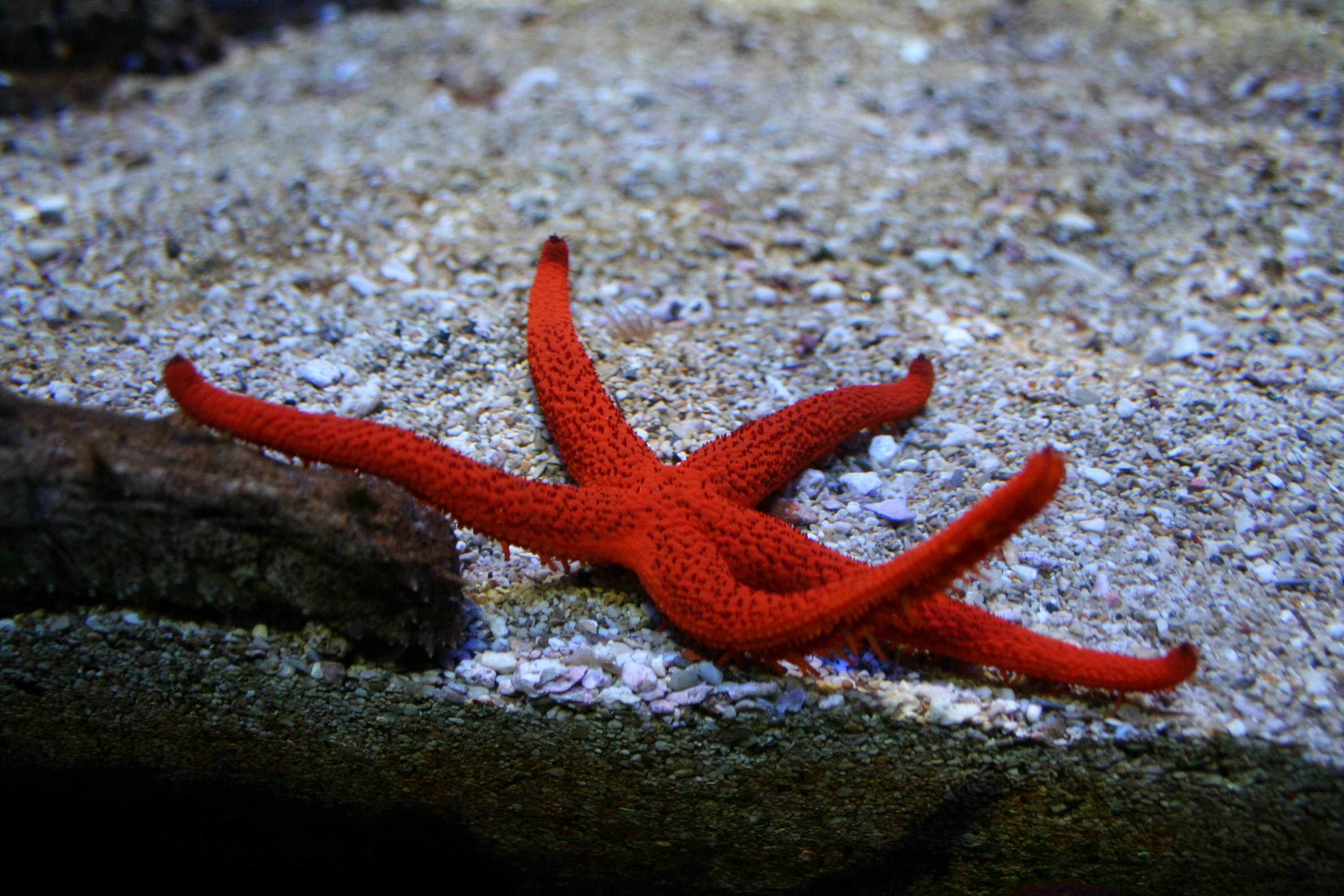 Fonds d'cran Animaux Vie marine - Etoiles de mer 