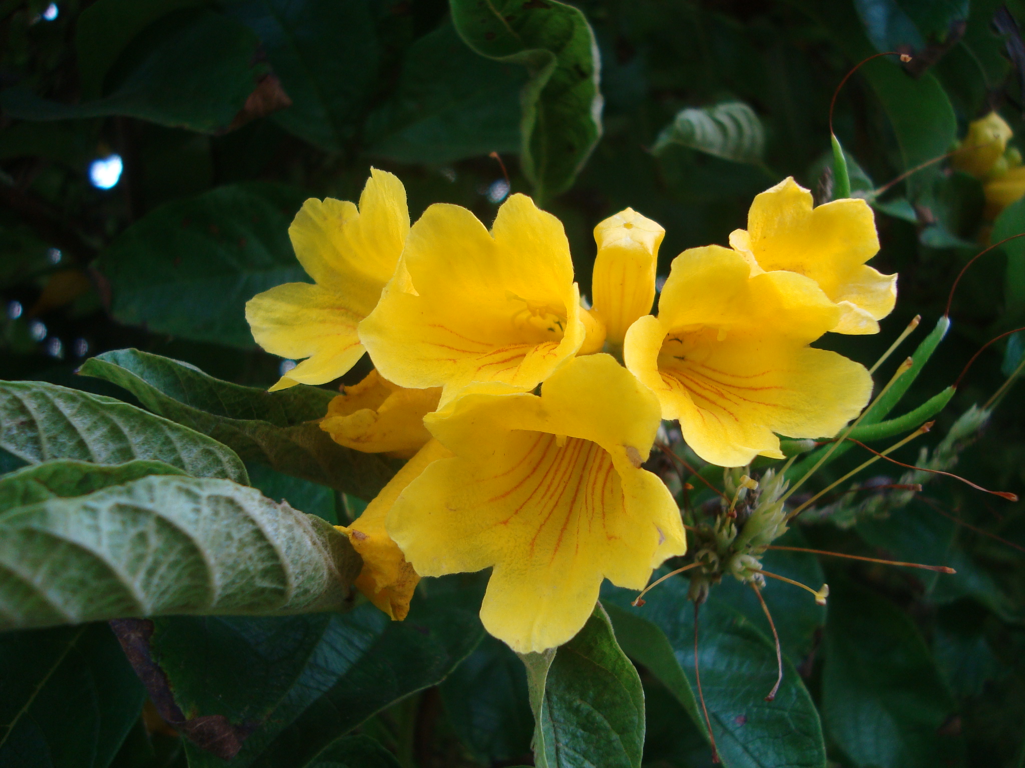 Wallpapers Nature Flowers Nature en Bogota, Colombie