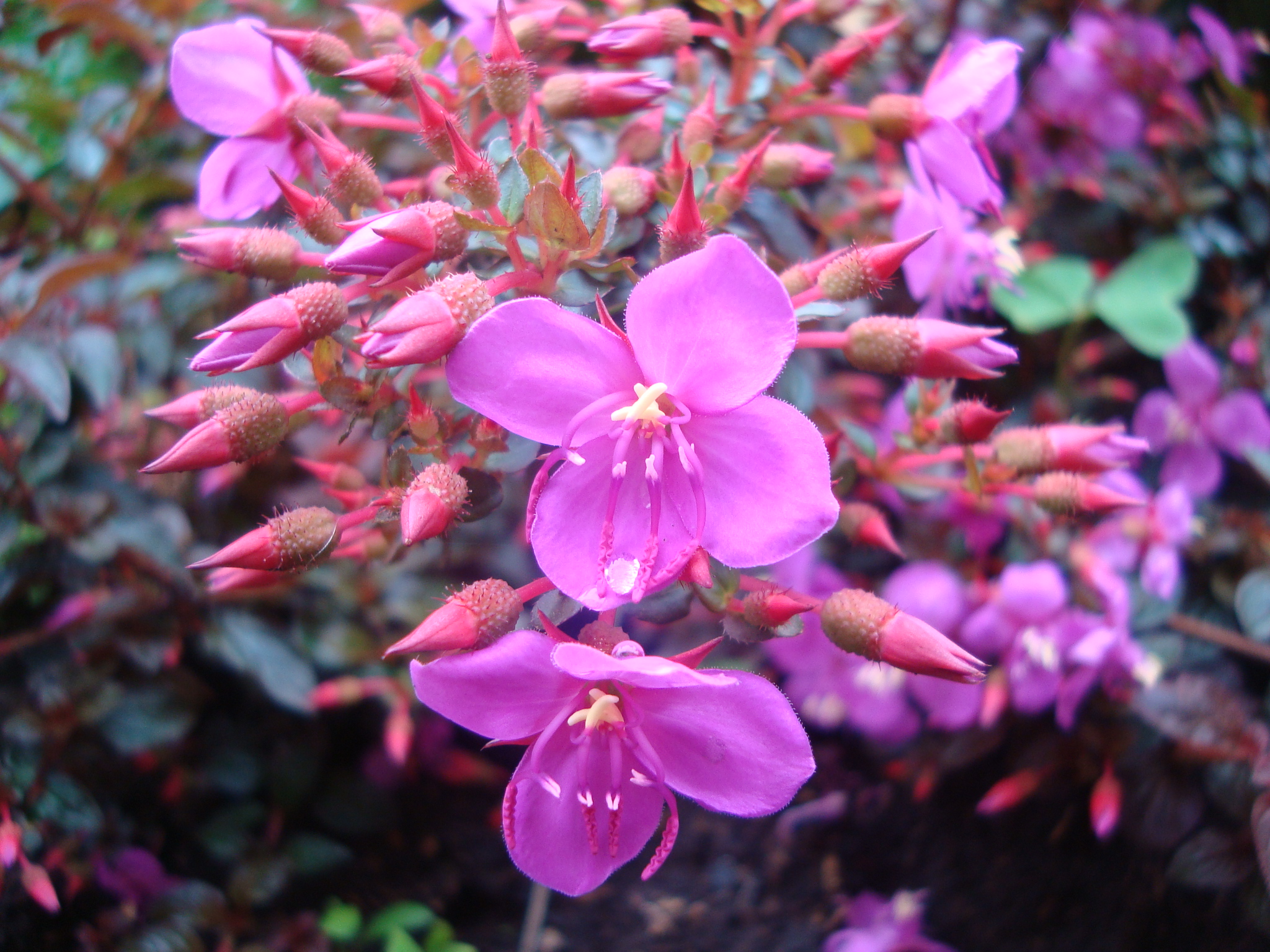 Wallpapers Nature Flowers Nature en Bogota, Colombie