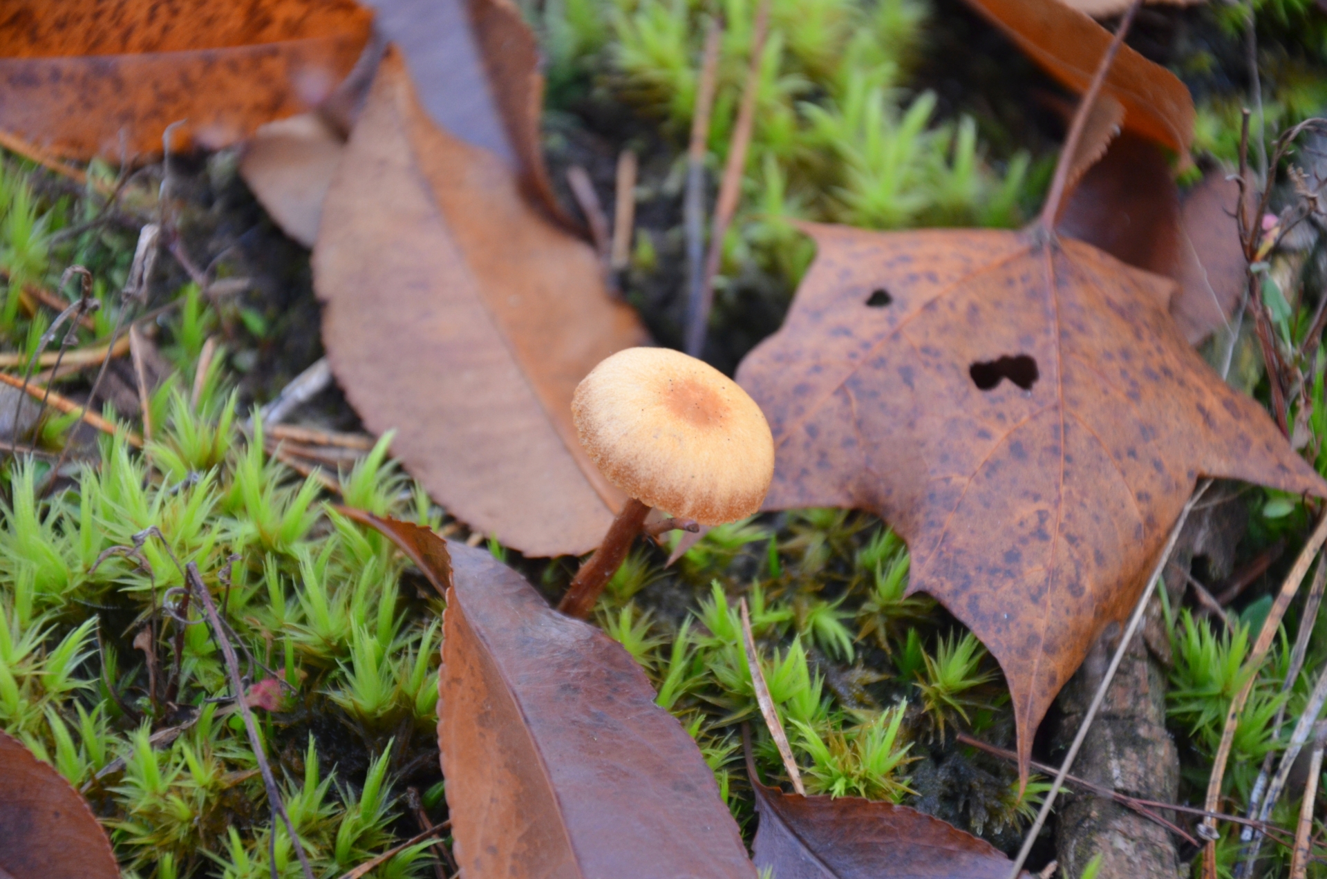 Fonds d'cran Nature Champignons 