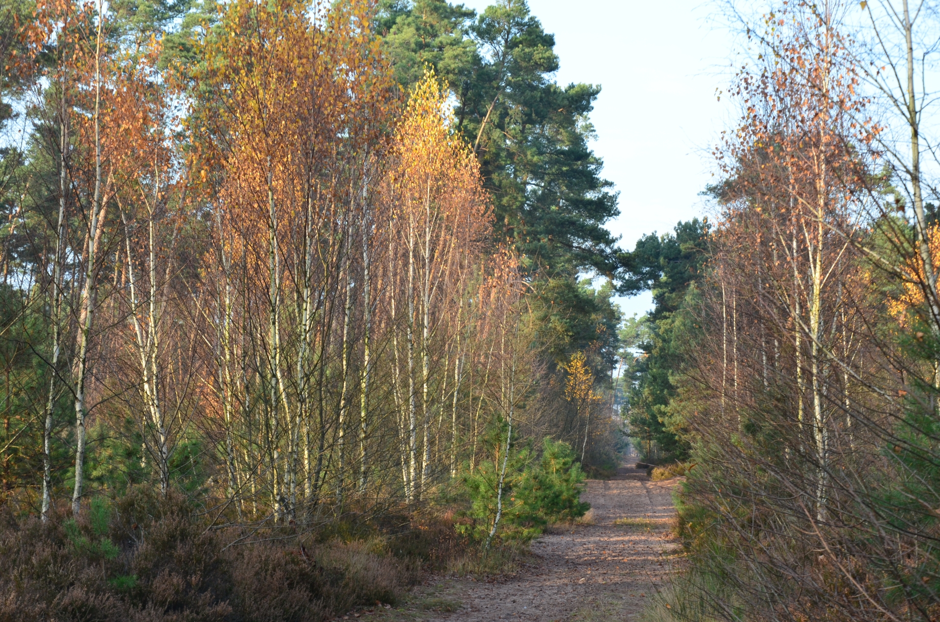 Fonds d'cran Nature Saisons - Automne 