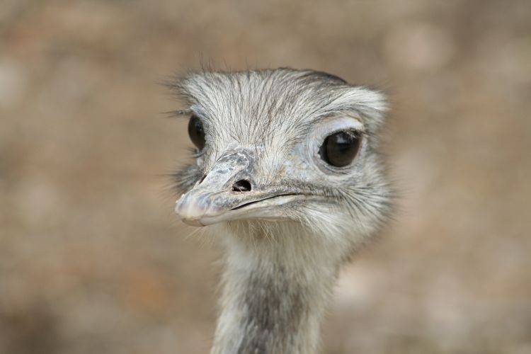 Wallpapers Animals Birds - Ostriches and Emus Wallpaper N322339