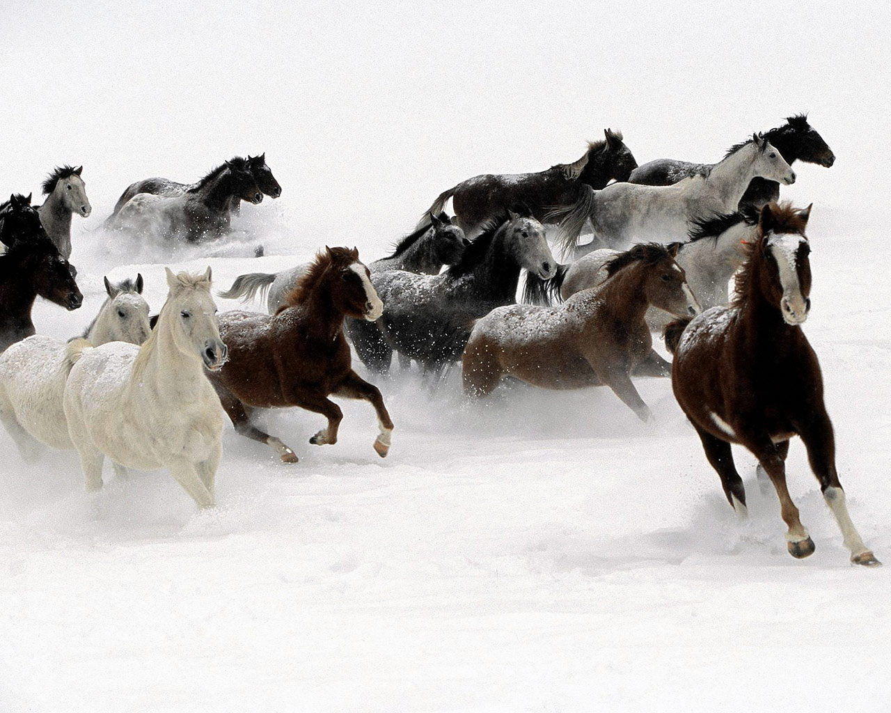 Fonds d'cran Animaux Chevaux 