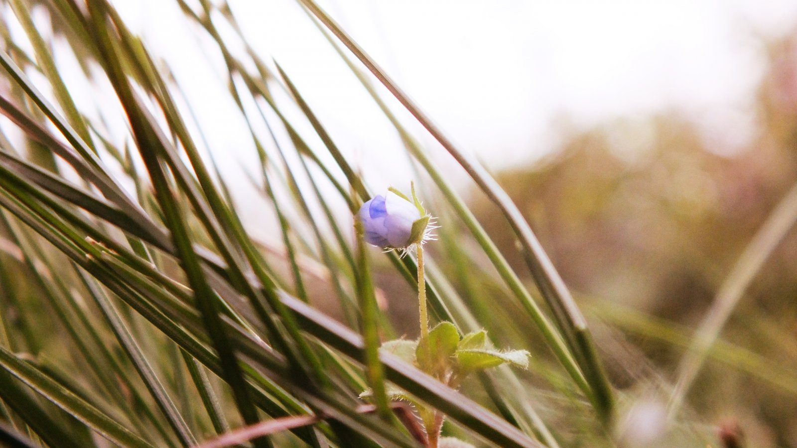 Wallpapers Nature Flowers 